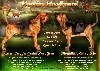  - Superbes chiots Bloodhound en vente
