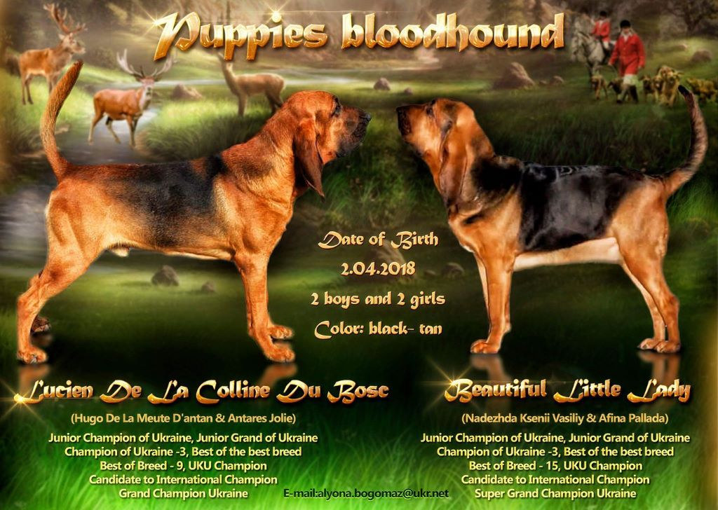 de la colline du bosc - Superbes chiots Bloodhound en vente