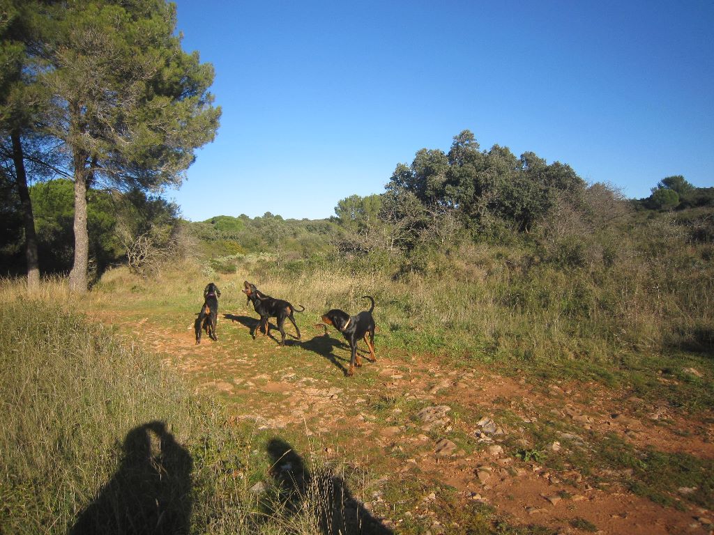 de la colline du bosc - La Famille Black and tan Coonhound De la Colline du Bosc