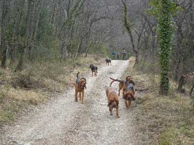 de la colline du bosc - Chiens de St-Hubert (dits chiens de Travail......
