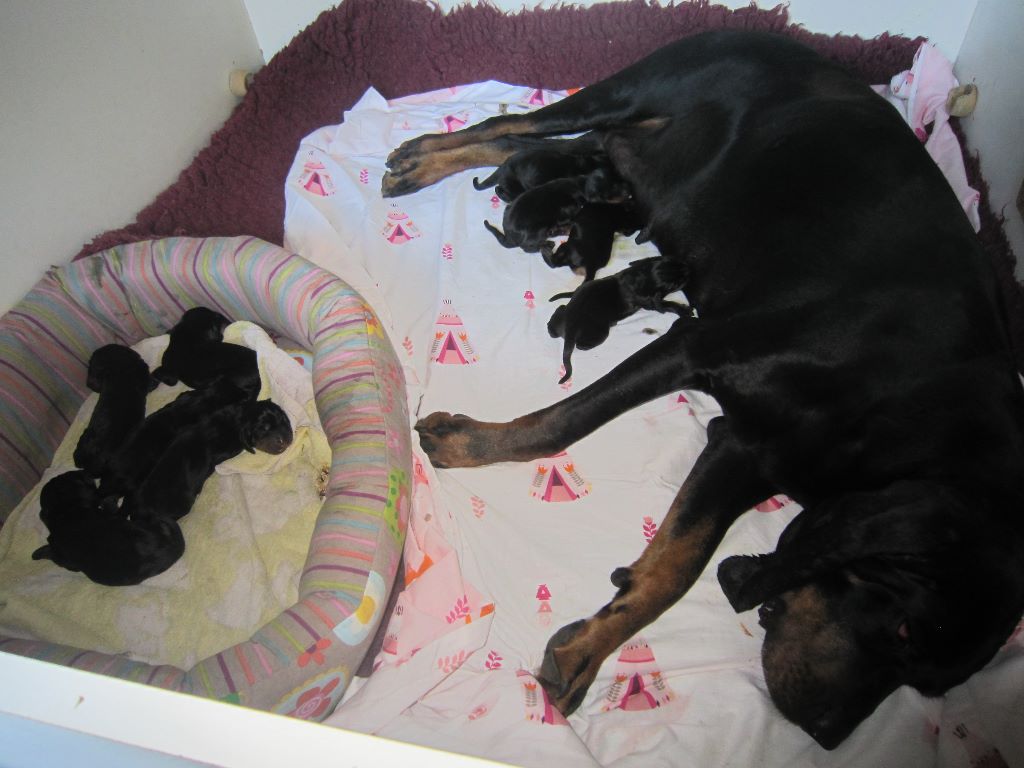 de la colline du bosc - Naissance des petits Black and tan Coonhound