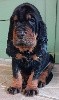  - Chiots Black and tan Coonhound