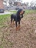  - LE BLACK AND TAN COONHOUND