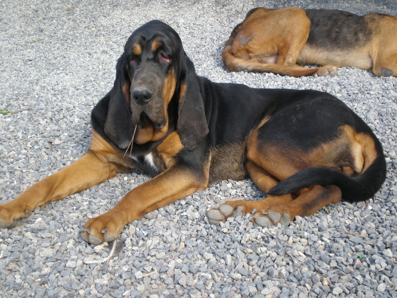 CH. Baïka de la colline du bosc