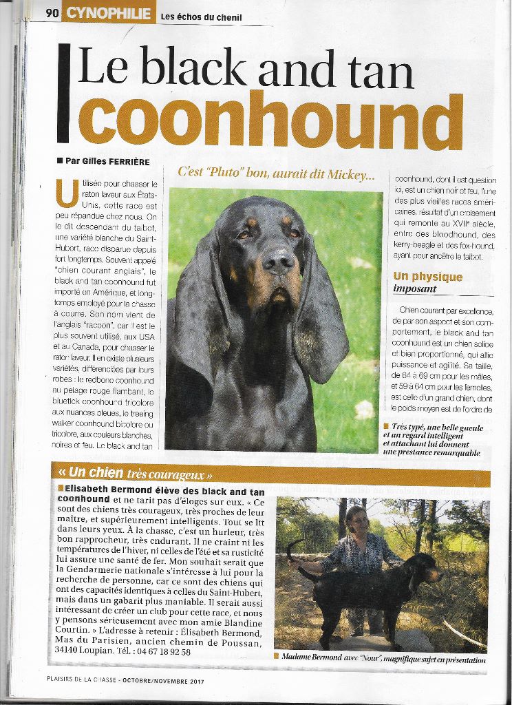 de la colline du bosc - Futures Naissances prévues mi juin Black and tan Coonhound