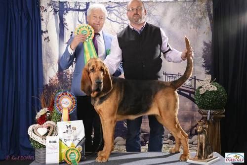 de la colline du bosc - CHAMPIONNE JUNIOR NASTASIA DE LA COLLINE DU BOSC