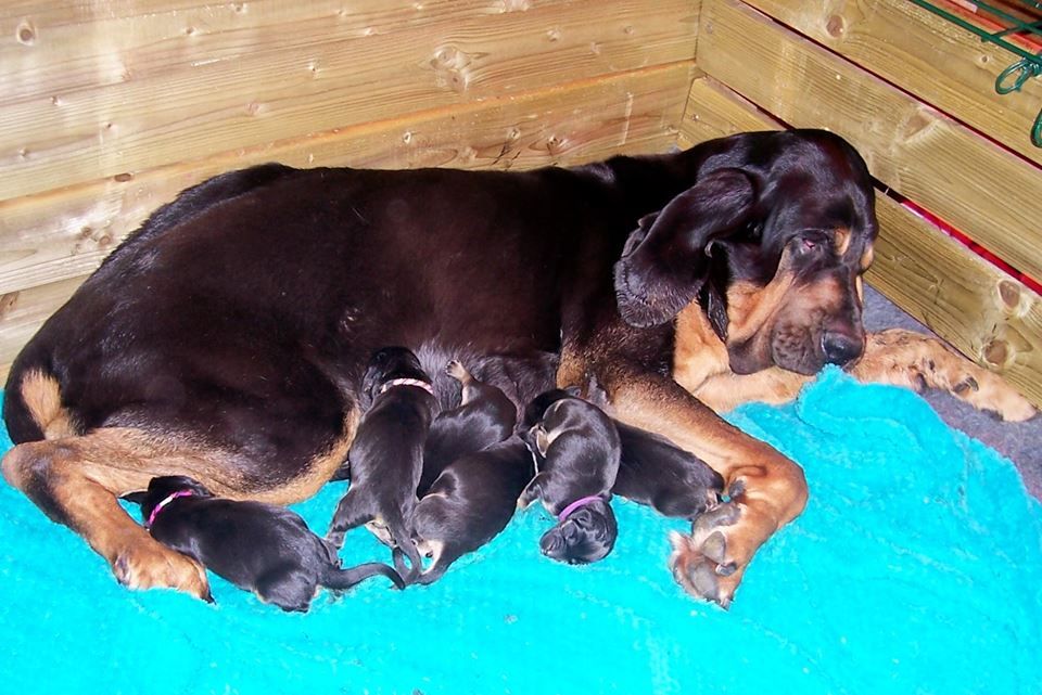 de la colline du bosc - Les Jolis BB Chien de Saint-Hubert