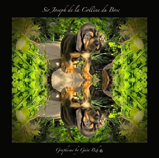 de la colline du bosc - PATIENCE