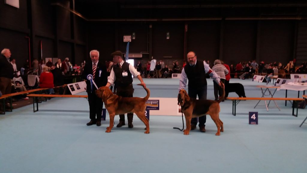 de la colline du bosc - Confirmation pour CH Junior Nastasia De la Colline du Bosc&Blood Hann