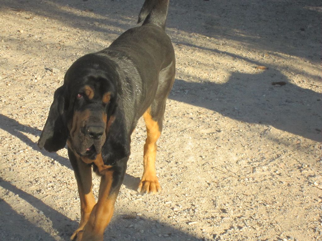 de la colline du bosc - Les BB Chien de Saint-Hubert sont nés
